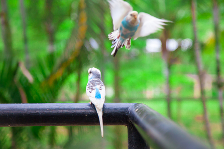 Love bird or Little parrot are happy on the tree . Fresh, naturalの写真素材