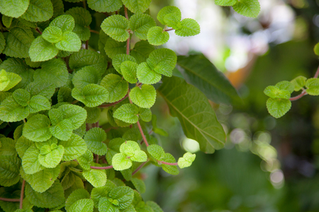 Peppermint tropical green leaves  Plantaeの写真素材