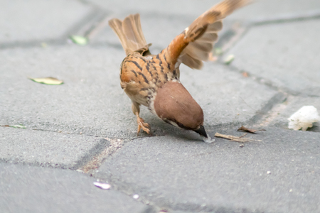 Sparrow bird or urasian Tree Sparrow ( Passer montanus ) standing on ground and Eating by the roadsideの写真素材