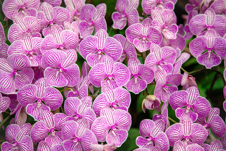 Refreshed Phalaenopsis Orchid Blooming flowers Joyful in Spring flower garden Colorful .の写真素材