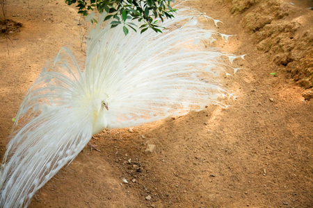 White Peacock showing its beautiful feathers Spread tail-feathers are Flirt of peahen peacock are dating .の写真素材