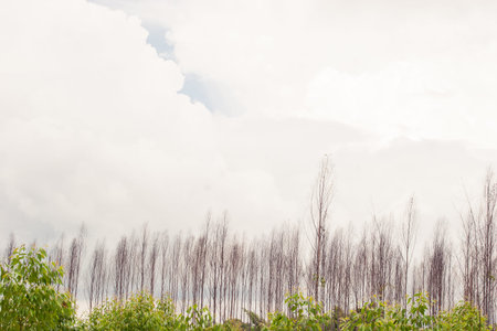 Dried trees in the cloudy day