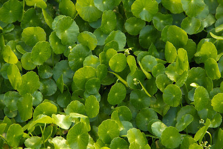 Centella asiaticaの写真素材