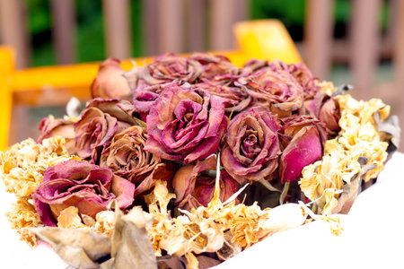 dry rosesの写真素材