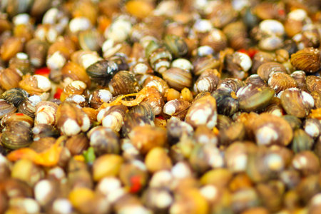 raw clams close up,selection focus