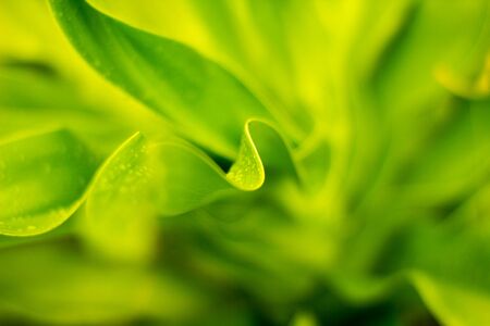 Abstract background of leafの写真素材