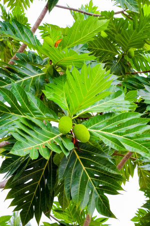 Breadfruit : the large, round, starchy fruit of a tropical tree, which is used as a vegetable and...