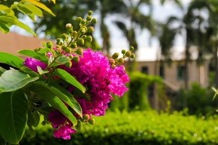 Lagerstroemia calyculata Kurzの写真素材