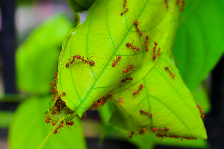 The ant life,Red Ants nesting on treeの写真素材