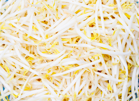 bean sprouts backgroundの写真素材