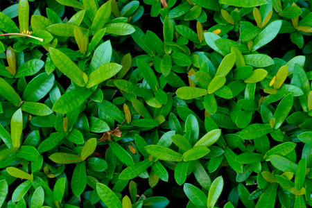 red flower spike, Rubiaceae flower with green leaves background