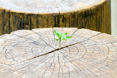 strong seedling growing in the center trunk from a dead tree stump,business concept of emerging leadership success generating new business.の写真素材