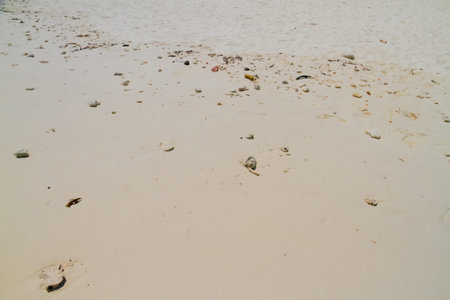 reef rocks on sand beach background.の写真素材