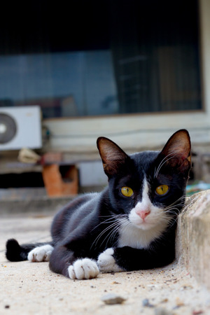 cats sleep on the concrete floor.の写真素材