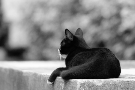 Waiting for you : Cat waiting owner alone on the concrete floor.の写真素材