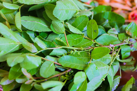 Schinus terebinthifolius Brazilian Pepper-tree with papaya salad.Thai favorite foodの写真素材