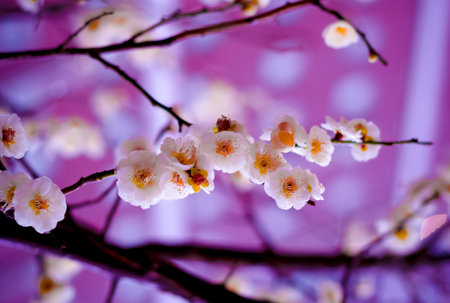 Vintage beautiful Flower with soft focusの写真素材