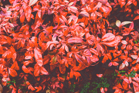 autumn leaves raster backgroundの写真素材