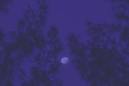 Moon with tree abstract background.の写真素材
