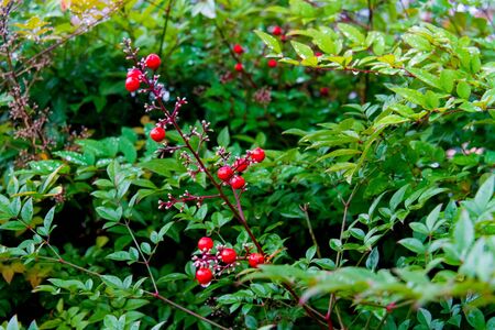 Nandina domestica commonly known as nandina, heavenly bamboo or sacred bamboo,species of flowering plant in the family Berberidaceae, native to eastern Asia from the Himalayas to Japan. It is the only member of the monotypic genus Nandina.の写真素材