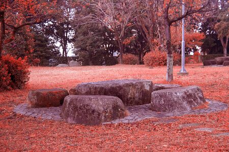 garden with tree and leaves autumnの写真素材
