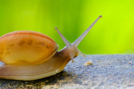 snail catch the concrete,beautiful snail on the concrete in the morning