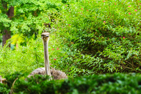ostrich in the natural park, nami island , Koreaの写真素材