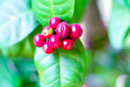 fruit or seed of Ixora chinensis lamk flower, Rubiaceae .の写真素材