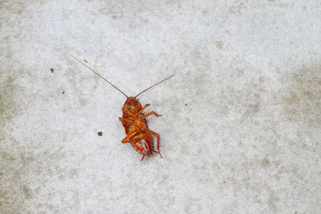 cockroach on concrete floor