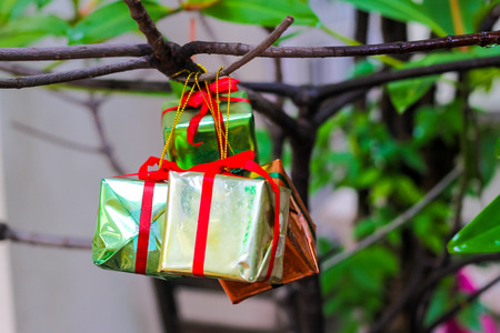 gift box hanging on treeの写真素材