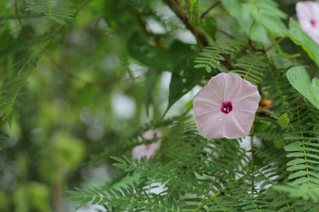 Morning Glory flower