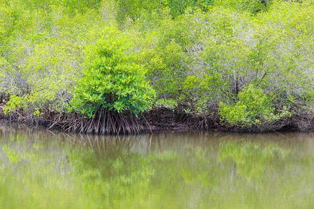 Mangrove trees on the swamp near the sea ,Thailandの写真素材