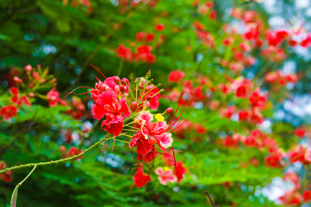peacock flower,Delonix regia, the flame tree, is a species of flowering plant in the bean family Fabaceaeの写真素材