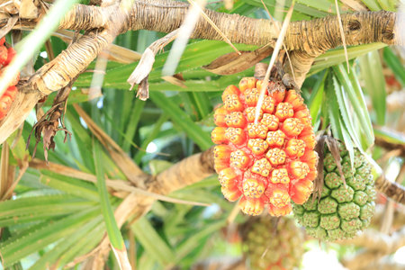 screw Pine (Pandanus tectorius or Pandanus odoratissimus) on the beach near sea