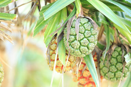 screw Pine (Pandanus tectorius or Pandanus odoratissimus) on the beach near seaの写真素材