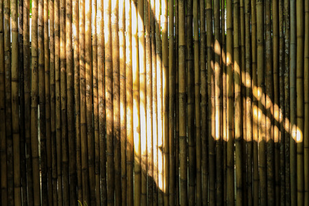 light and shadow on the bamboo wallの写真素材