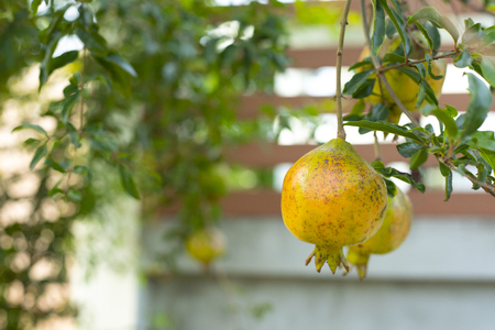 pomegranate tree in the gardenの写真素材