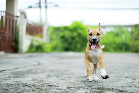 dog running on the road. happy cute funny dog running on the roadの写真素材