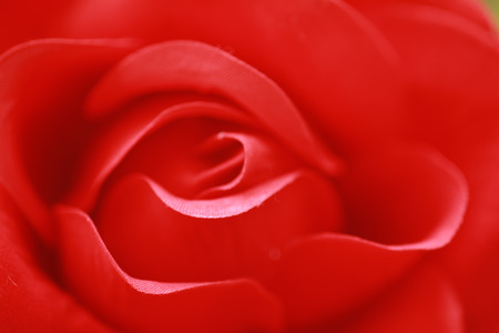 Red rose for backgroundの写真素材