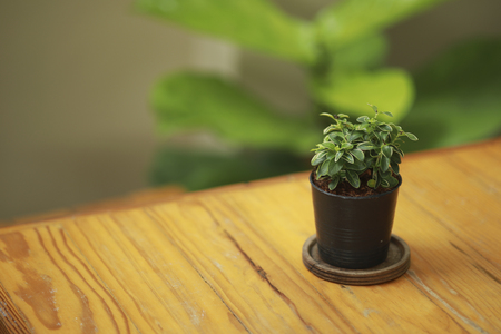 Green leaves in  small pot on wood tableの写真素材