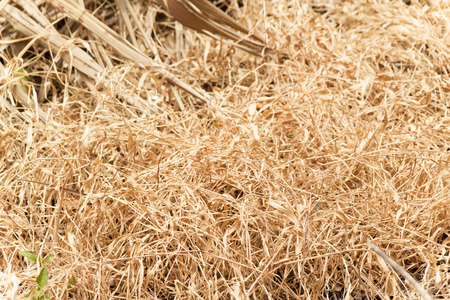 Hay died in the gardenの写真素材