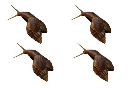 Snail isolated on white background . This had clipping pathの写真素材