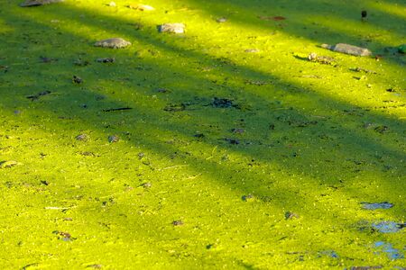 green duckweed over Water in the canal made barrier of oxygen cause dirty waterの写真素材
