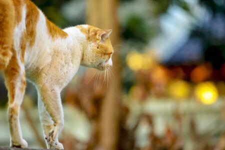 cat walking alone on the fenceの写真素材
