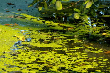 green duckweed over Water in the canal made barrier of oxygen cause dirty waterの写真素材