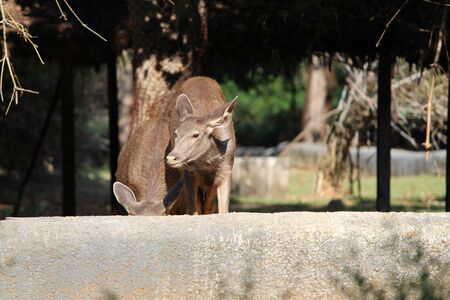Deer Feedingの写真素材