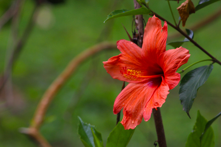 Red Shoe Flowerの写真素材