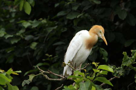 Cattle Egretの写真素材