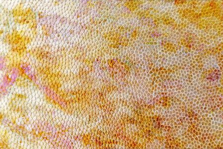 golden glossy handmade paper texture with lines.の写真素材