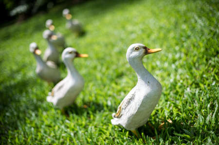 Rasin duck in the fieldの写真素材